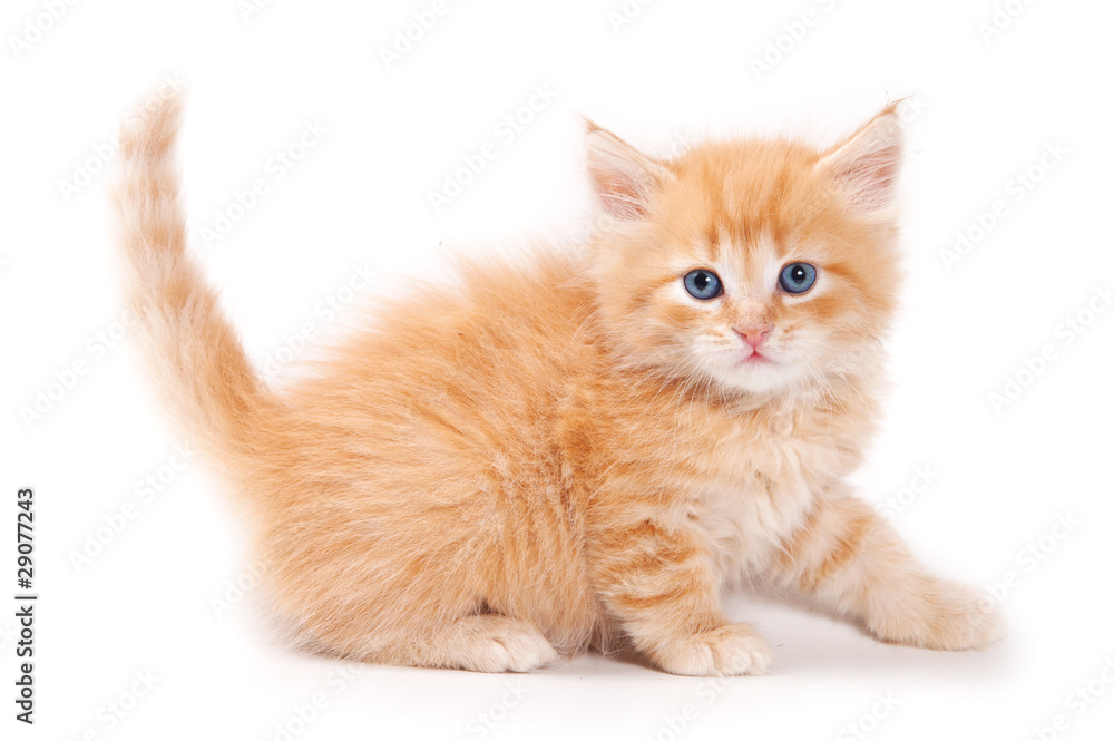 Sibirian cat isolated on white