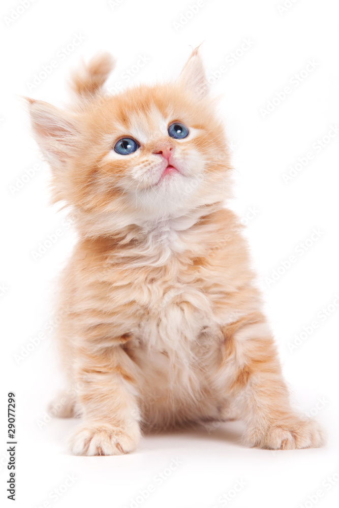 Siberian cat isolated on white