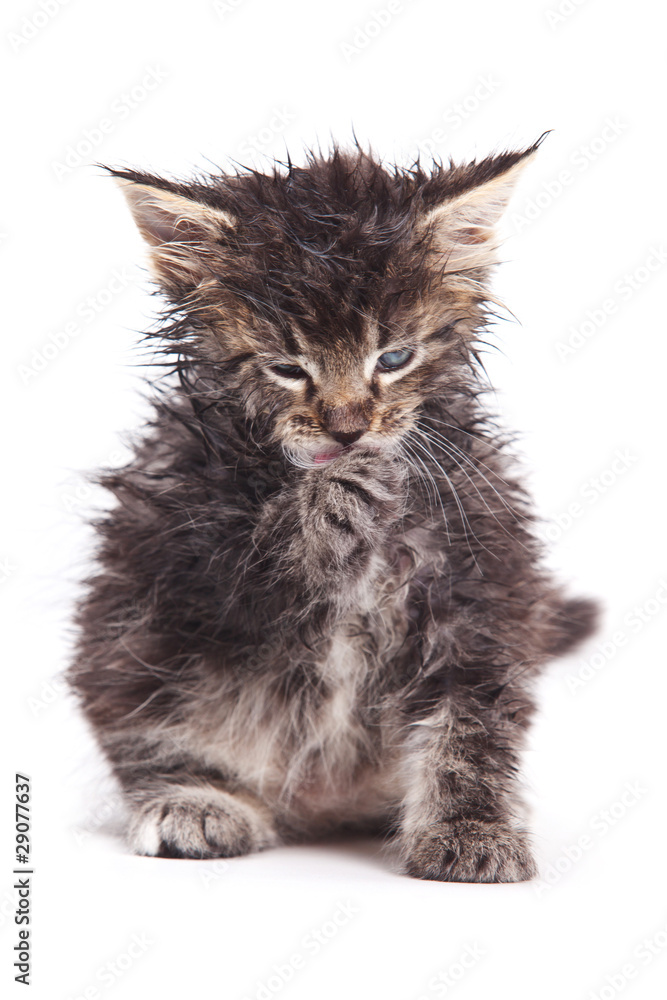 Obraz premium Siberian cat isolated on white