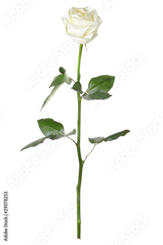 Fototapeta Single white rose isolated on white background