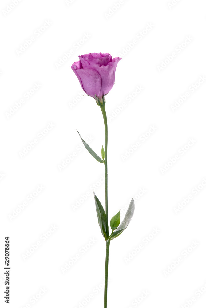 Beautiful pink flower Beautiful pink flower