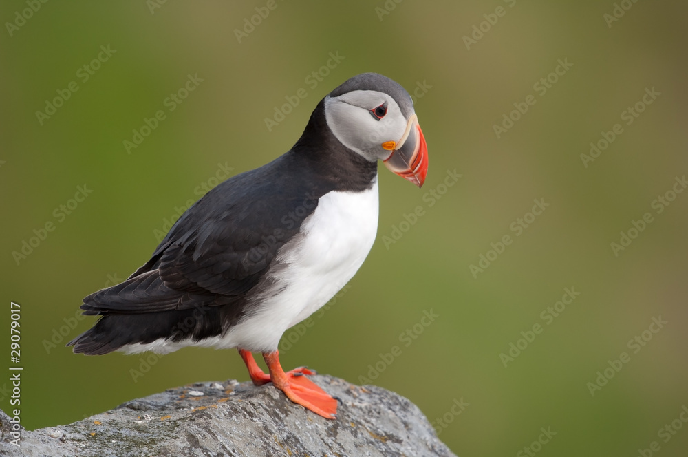 Papageitaucher; Atlantic Puffin; Fratercula arctica Papageitaucher; Atlantic Puffin; Fratercula arctica