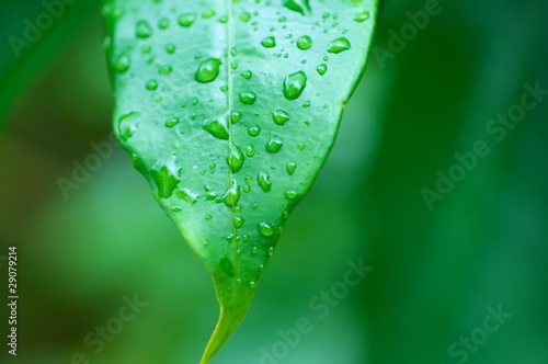 leaf with water dews
