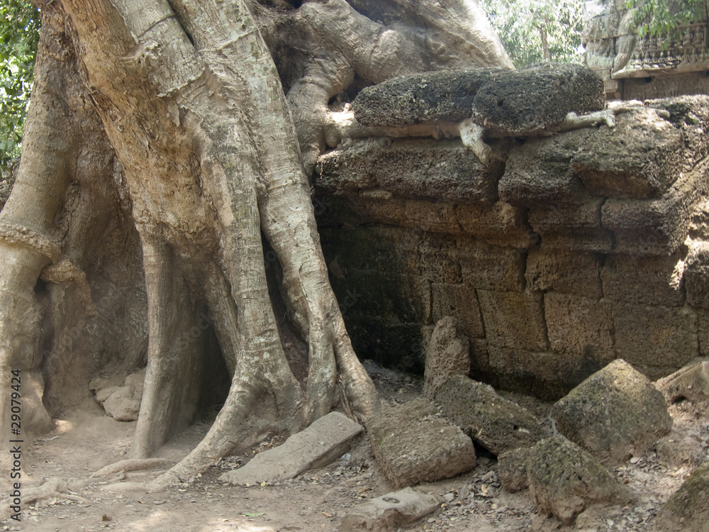 Angkor Thom,Ta Prohm Angkor Thom,Ta Prohm