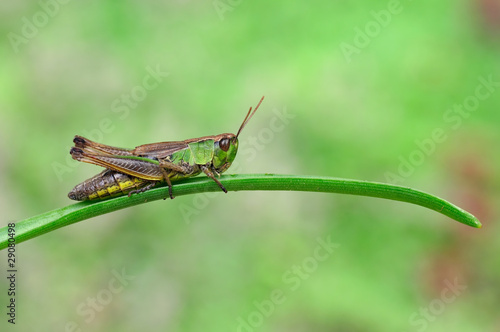 Wallpaper Mural Grünes Pferdchen Torontodigital.ca
