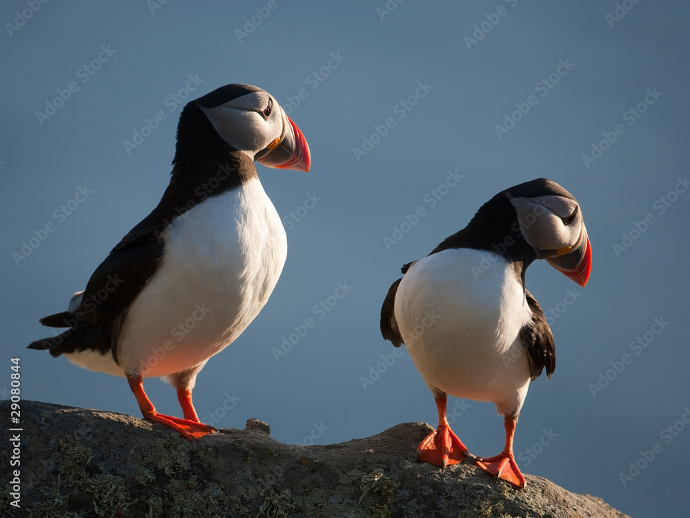 Papageitaucher; Atlantic Puffin; Fratercula arctica Papageitaucher; Atlantic Puffin; Fratercula arctica