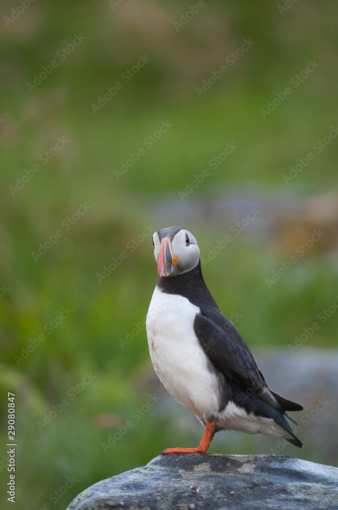 Papageitaucher; Atlantic Puffin; Fratercula arctica Papageitaucher; Atlantic Puffin; Fratercula arctica