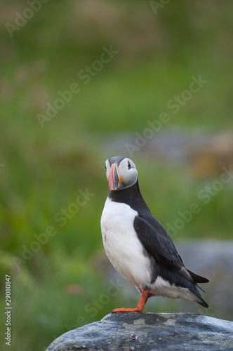 Papageitaucher  Atlantic Puffin  Fratercula arctica © Wolfgang Kruck