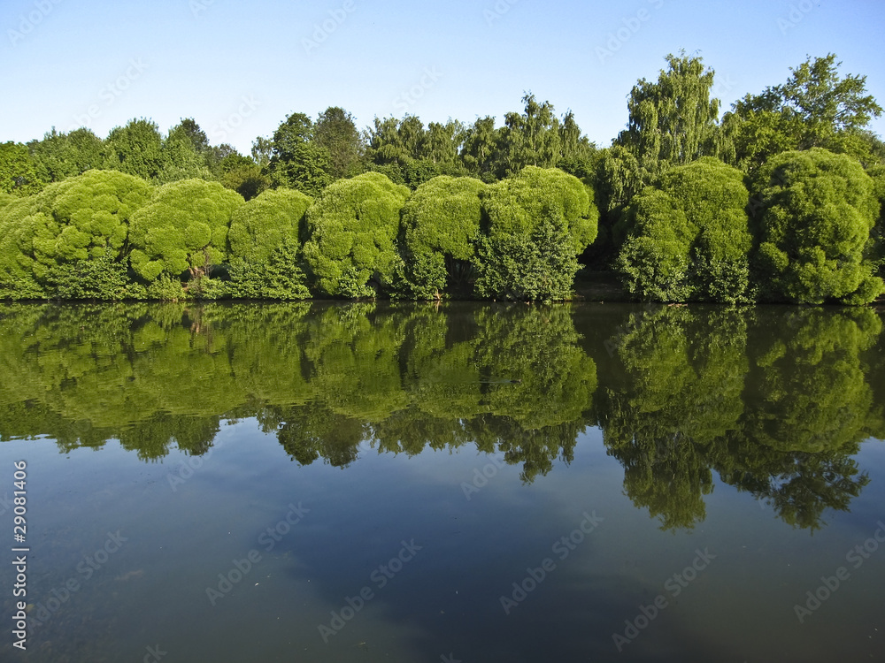 Willows and lake