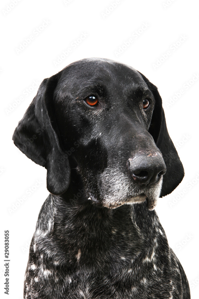 hund,deutschkurzhaar,rüde