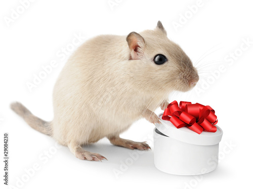 Isolated pet mouse. Cute little gerbil stands with open gift box isolated on white background