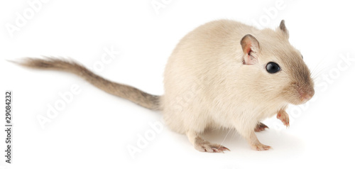 Isolated pet mouse. Cute little gerbil of siamese color isolated on white background