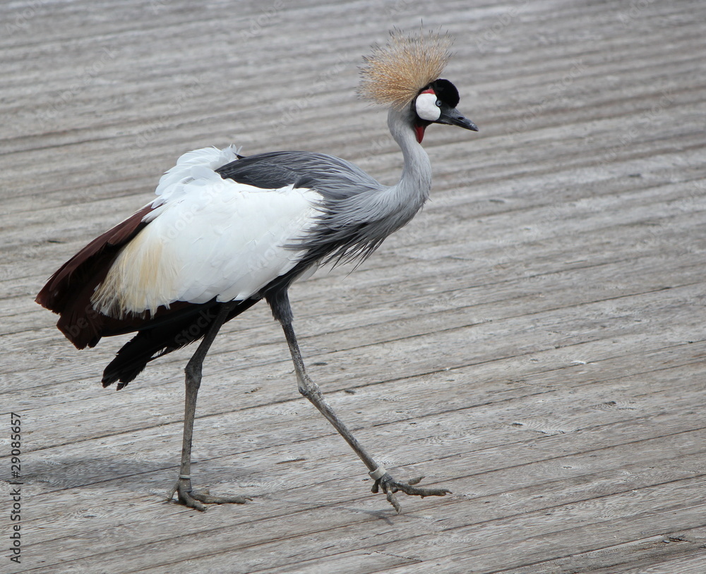 Obraz premium Royal crane