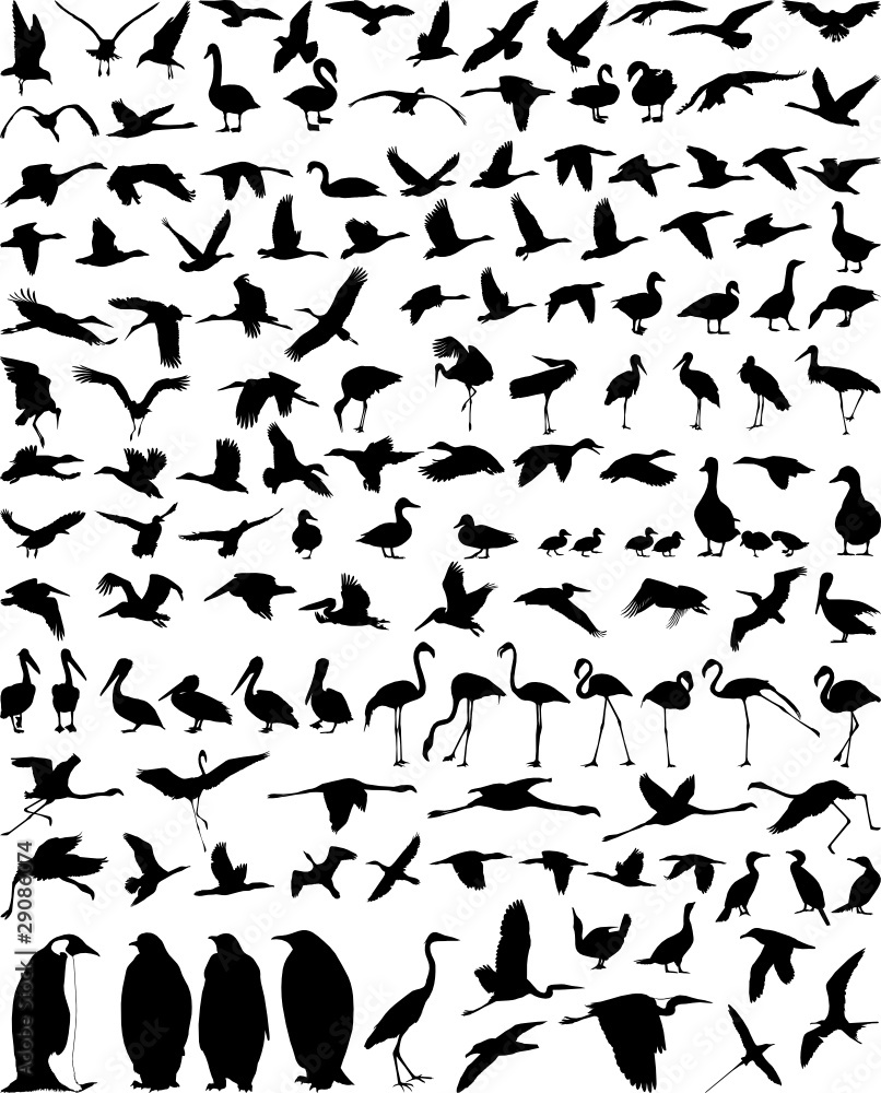 Birds-Waterfowl