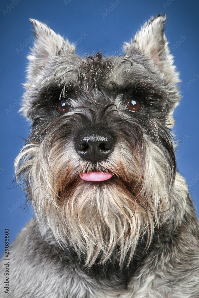 Schnauzer dog close-up portrait
