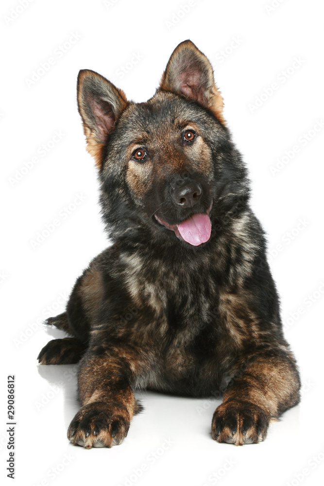 German Shepherd puppy on a white background