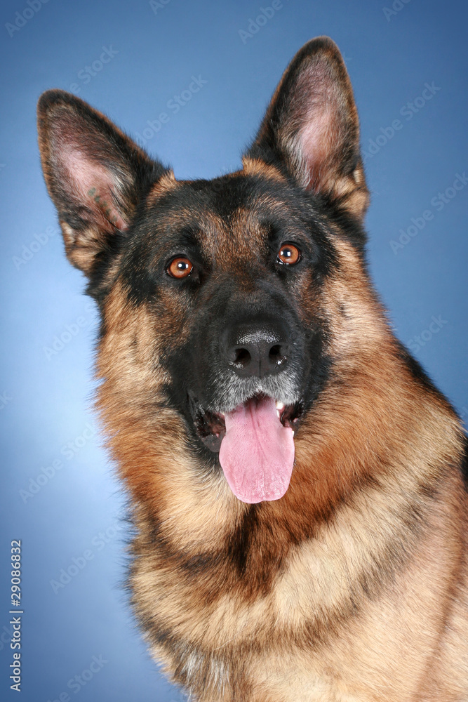 German Shepherd Dog on a blue background