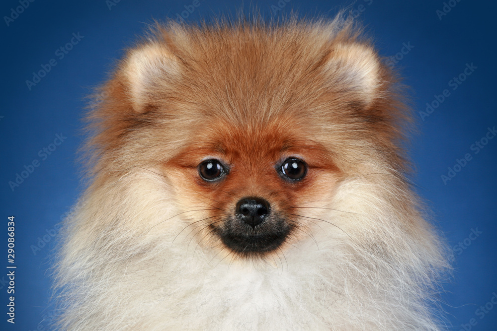Pomeranian Spitz (5 months) close-up portrait