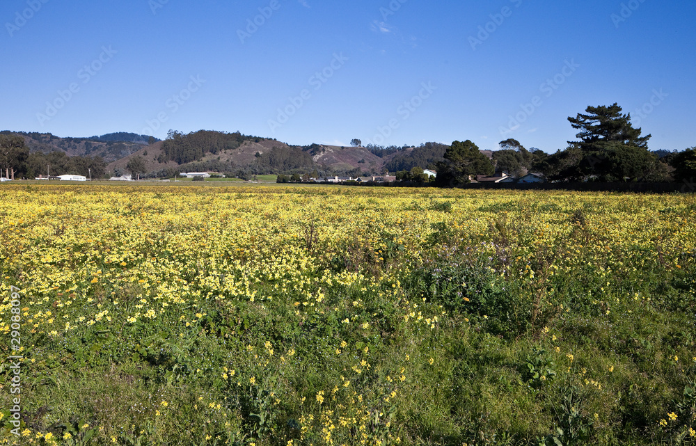 Field of yellow flowers.