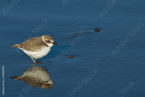 Wallpaper Mural Semipalmated Plover (Charadrius semipalmatus) Torontodigital.ca