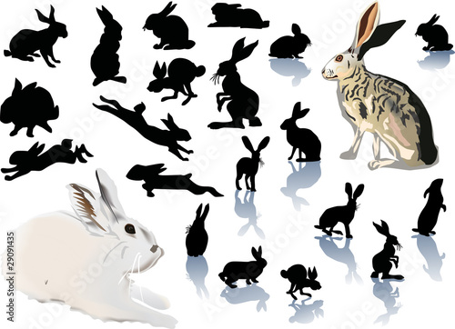 twenty two rabbits on white