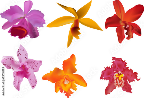 six color orchid on white
