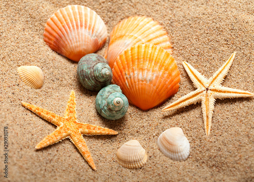 Sea life - shells and starfish