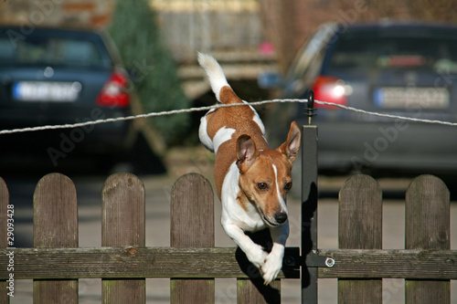 Jack Russell Terrier springt über einen Zaun