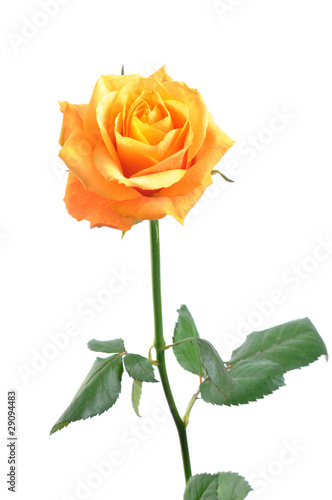 Orange rose isolated