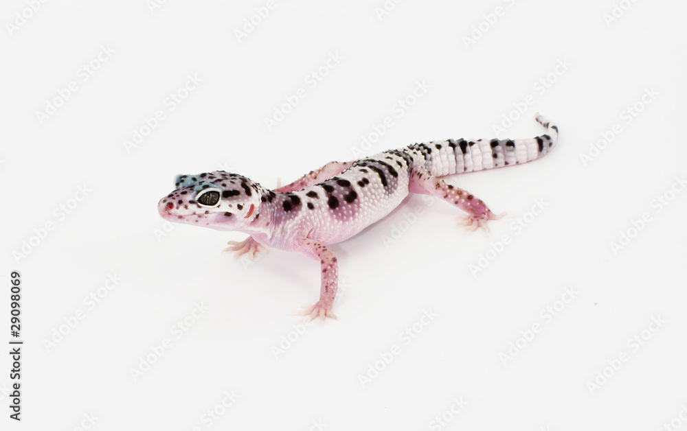 Naklejka premium leopard gecko