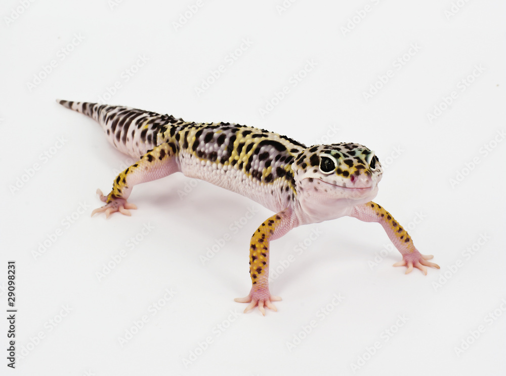 leopard gecko leopard gecko