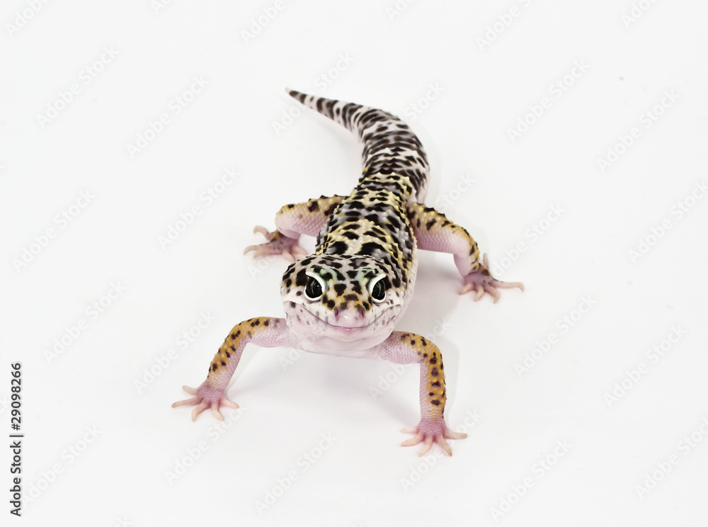 Naklejka premium leopard gecko