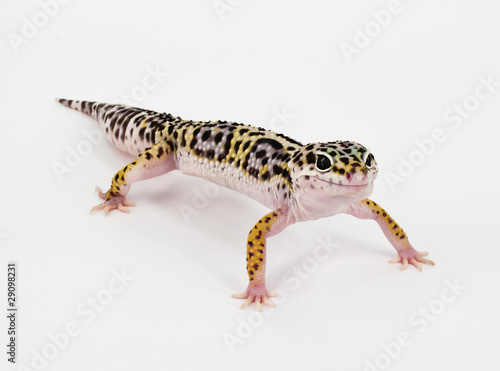 leopard gecko