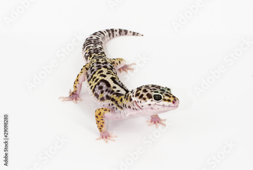 leopard gecko