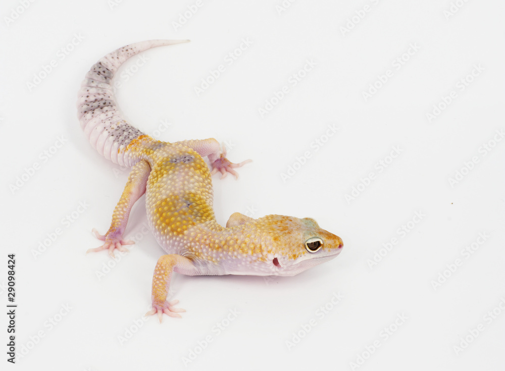 Obraz premium leopard gecko