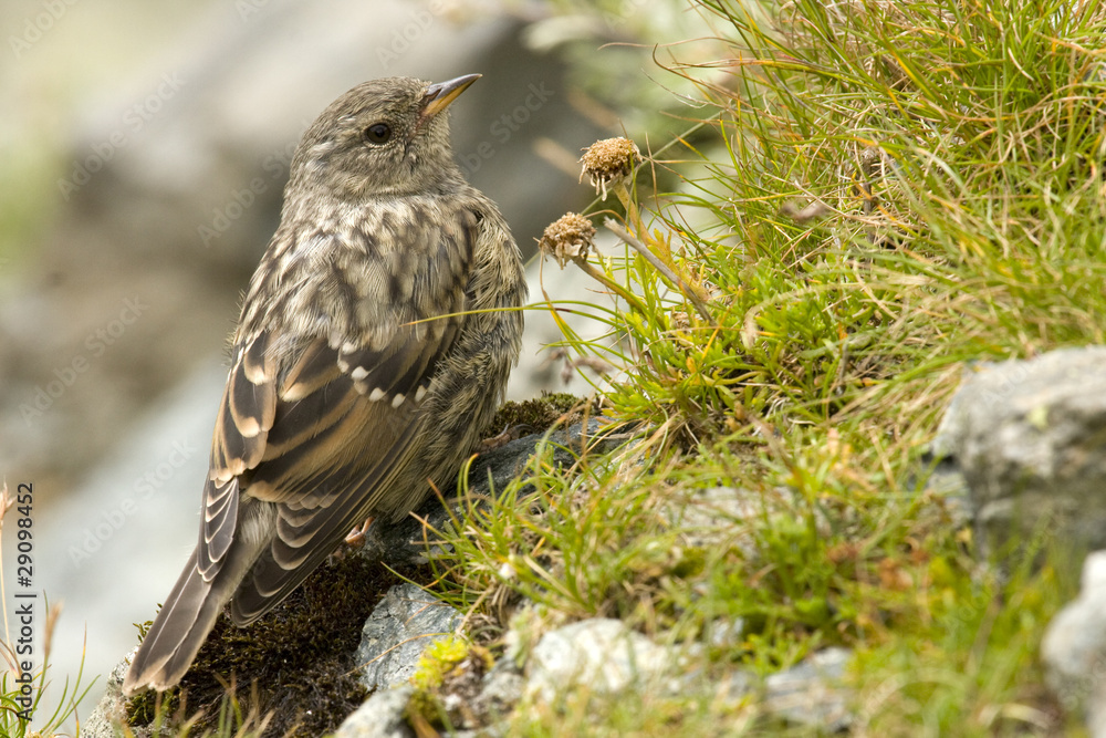 Fototapeta premium Meadow pipit (Anthus pratensis)