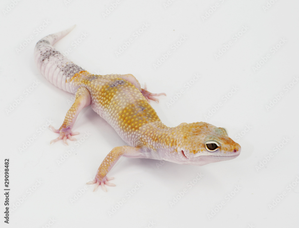 Naklejka premium leopard gecko