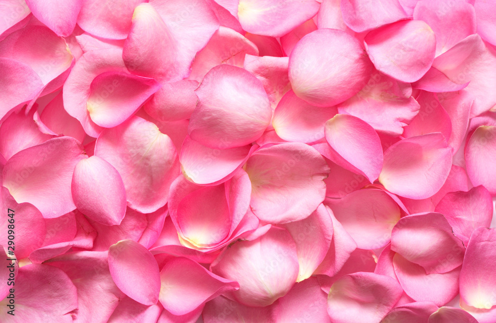Rose Petals Background Rose Petals Background