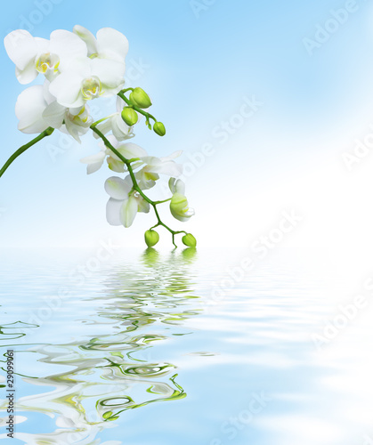 Fototapeta Naklejka Na Ścianę i Meble -  Beautiful white orchid flowers reflected in water