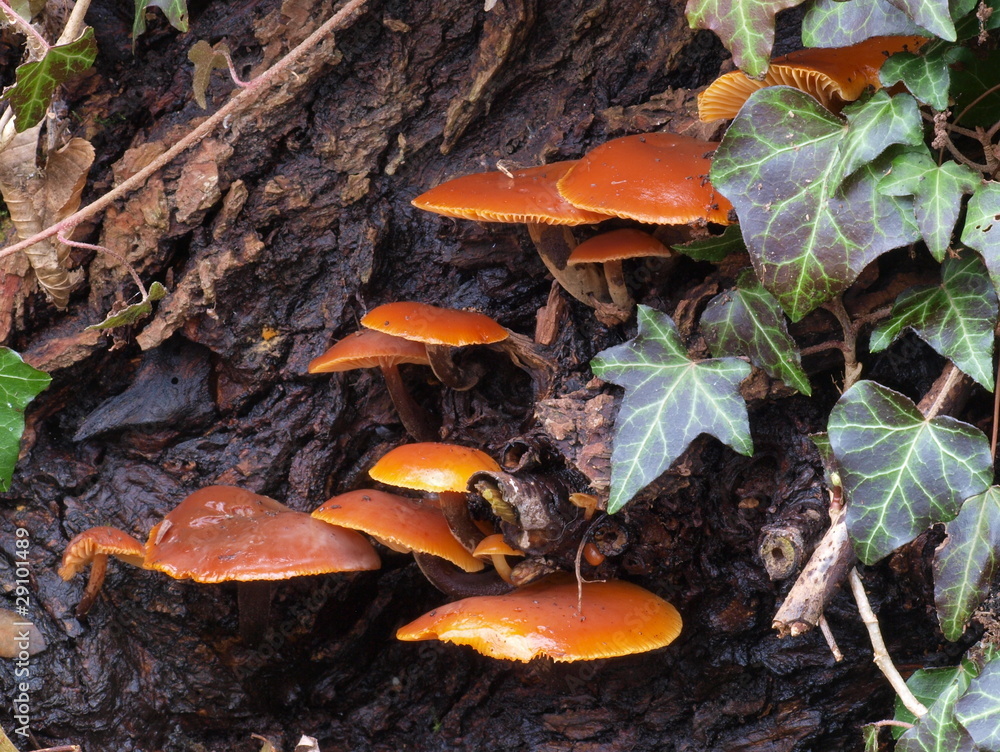 Samtfußrübling - Flammulina velutipes Samtfußrübling - Flammulina velutipes