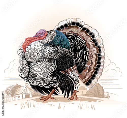 Turkey-cock
