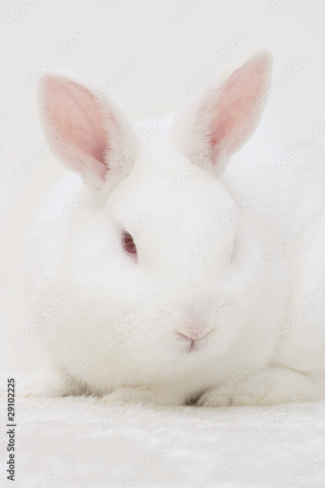 white rabbit white rabbit