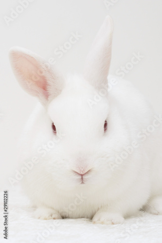 white rabbit © cat