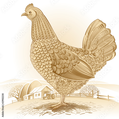 Rural chicken