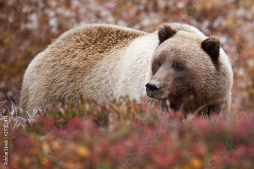 Grizzlybär im Denali National Park