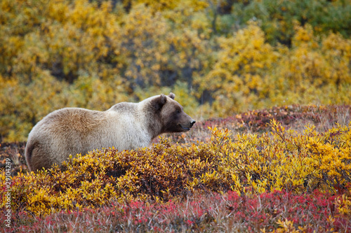 Grizzly Denali National Park