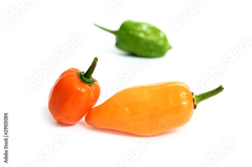 Habanero Capsicum chili hottest pepper in the world from Mexico photo
