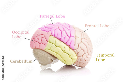 Anatomy of the human brain