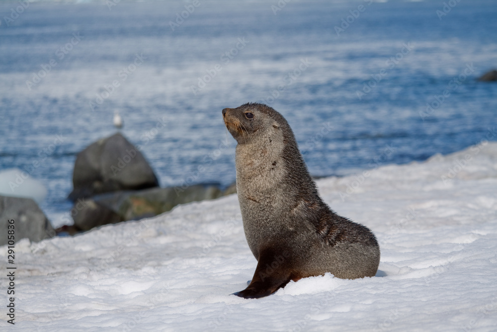 Obraz premium Fur Seal Pose
