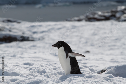 Adelie Penguin Walking